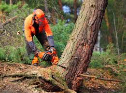 Best Tree Maintenance Programs  in Cut Bank, MT