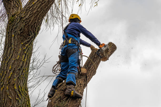 Cut Bank, MT  Tree Services Company