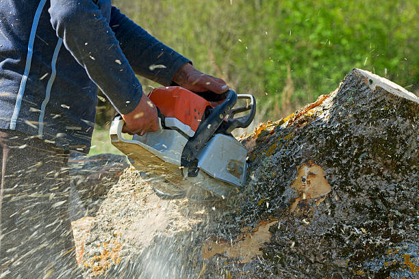 Seasonal Cleanup (Spring/Fall) in Cut Bank, MT